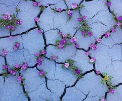 Resultado de imagem para flores no deserto