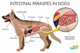 how to get rid of worms in dogs top 3