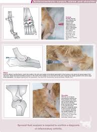 inflammatory joint disease in cats