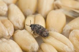 insect pests of d grain