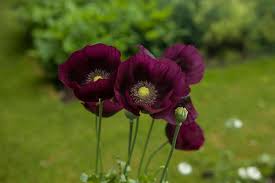 Add some sand, roughly twice as much by volume as the poppy seeds, and stir or shake them together. How To Successfully Grow Opium Poppies A Field Guide To Planting Care And Design On Gardenista