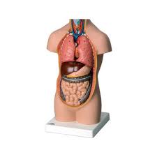 The torso or trunk is an anatomical term for the central part, or core, of many animal bodies (including humans) from which extend the neck and limbs. Singhla Scientific Pvc Human Torso Model For Medical Size 26 Cm Id 11079836555