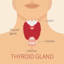 anatomy lab the thyroid gland