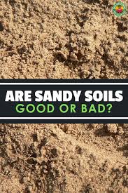 Improving Sandy Soil Amending It Right