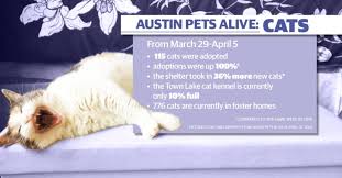 Animal ark will provide the foster family with resources and information concerning the care and treatment of their foster animal. Animal Adoption Foster Numbers Up As Austin Community Comes Together To Support Shelters Community Impact Newspaper