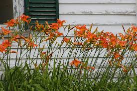 something about tiger lilies downeast