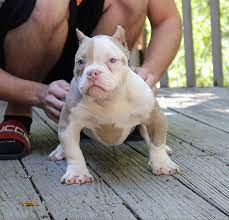 Welcome to big momma's bullies,where we treat everyone like family.home of the family, fun and. American Pitbulls For Sale Pitbull Puppies Pitbull Puppies For Sale Cute Puppies