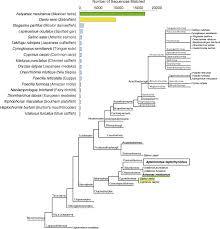 Taxonomic Classification Of The A Leptorhynchus