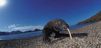 the komodo dragon is an all purpose