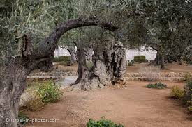 garden of gethsemane answers to the