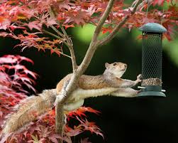 keep squirrels out of potted plants