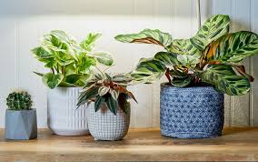 14 easy care indoor plants for bedrooms