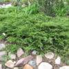 calgary carpet juniper kiwi nurseries ltd