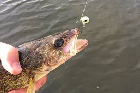Downsize Jigs And Increase Minnow Size