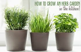 Here is a clever way to create a lovely hanging herb garden in your kitchen in a very easy and inexpensive way from a simple trip to the local hardware store! 5 Ways To Grow An Herb Garden In The Kitchen
