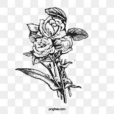 rose black and white clipart images for