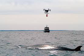 drones to tag endangered whales