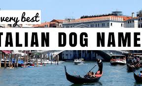 Are you looking for the perfect nicknames for your boyfriend? 130 Italian Dog Names The Perfect Primo Name For Your Pup