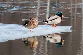 How big or small are they? Why Ducks Stand On One Leg And Other Duck Trivia Questions Answered Urban Backyard Farming