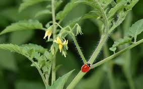 Are Ladybugs Good For Tomato Plants
