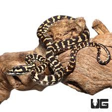 baby jungle carpet pythons morelia