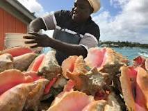 is-eating-conch-illegal