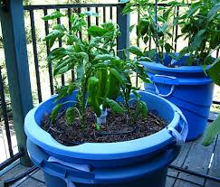 Growing Food In Plastic Containers Is