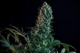 Cannabis Flowering Week By Week The Guide By Royal Queen