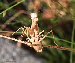 praying mantis bug squad