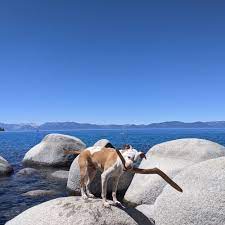 dog friendly beaches northern