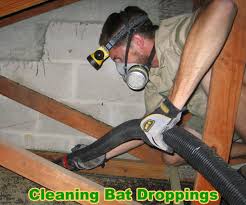 how to clean bat guano urine waste