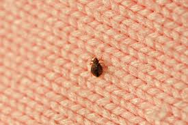 the most effective bed bug treatments