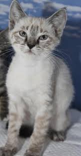 They have been family raised and are good with children. Muncher The Lynx Point Siamese Kitten S Web Page