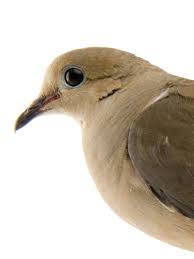 mourning dove facts and photos