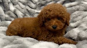 maple toy poodle love my puppy