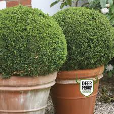 23 best evergreen shrubs to grow for