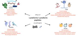 lactoferrin and its derived peptides