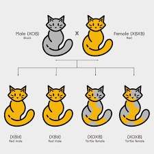 cat s coat color genetics for beginners