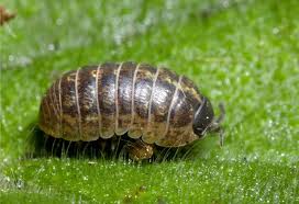 Pill Bug Control How To Get Rid Of