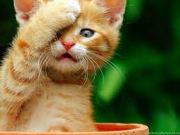 Cute Cats Wallpapers Free Download ...