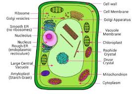 general diagram of an cell