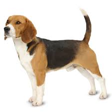 Beagle Dog Price How Much Does They Cost Why