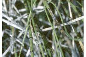 Plants Profile for Equisetum fluviatile (water horsetail)