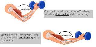 eccentric muscle contractions