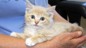 View all cats & kittens for adoption and sort by closest to you so you can find the perfect kitty quickly. New York Pet Rescue