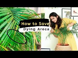 How To Save A Dying Areca Palm You