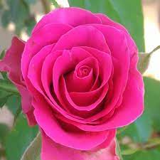 rosa pink peace rose pink peace in
