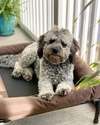 Select from premium golden doodle of the highest quality. Types Of Goldendoodle Colors With Pictures We Love Doodles