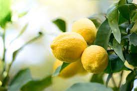 planting and caring for lemon trees