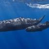 Selama menyelam di kedalaman, paus sperma dapat menahan napas hingga 90 menit! 1